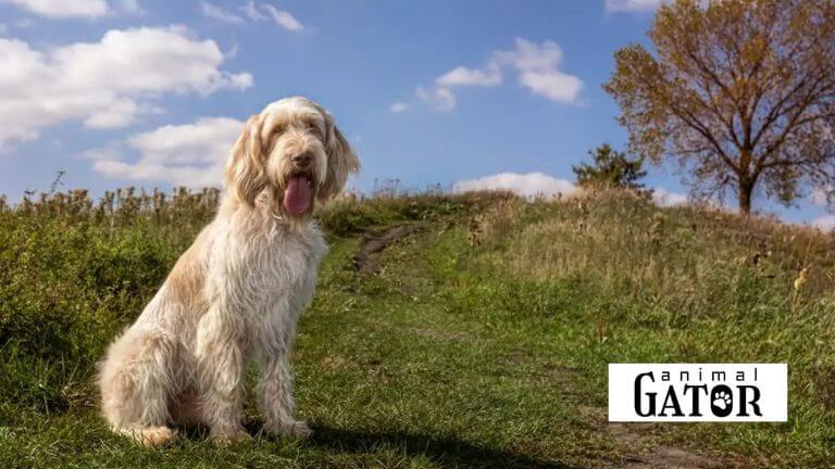 Spinone Italiano Dog Breed