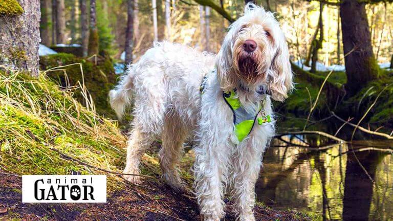 Spinone Italiano Dog