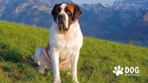 St. Bernard Dog Breed