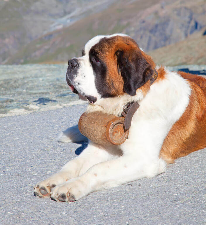 St. Bernard Dog