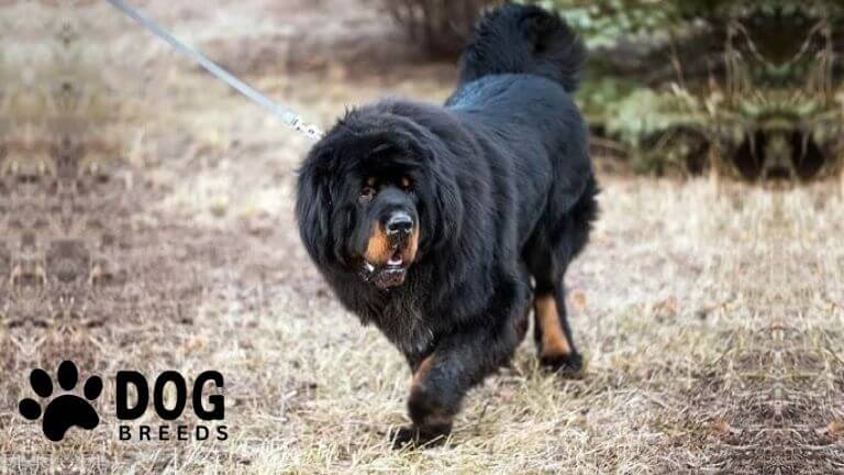 Tibetan Mastiff Dog Breed