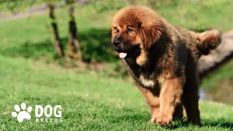 Tibetan Mastiff Dog Breed