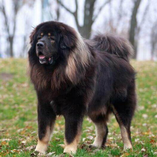 Tibetan Mastiff Dog