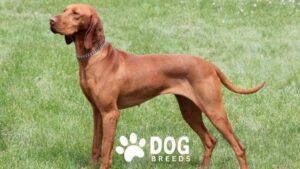 Vizsla Dog Breed