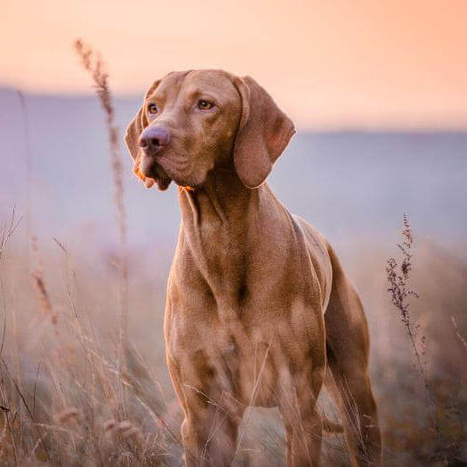 Vizsla Dog