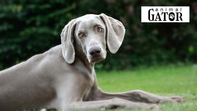 Weimaraner Dog Breed