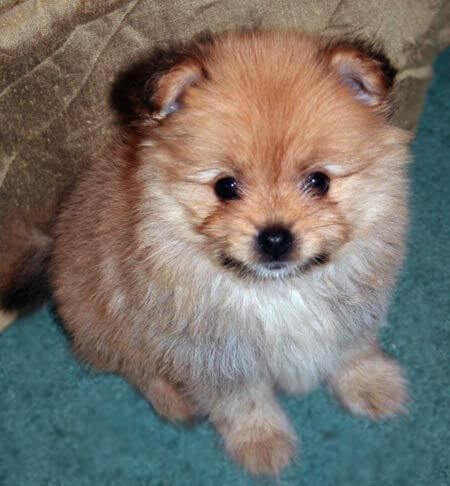 Yorkie Pomeranian Mix Dog