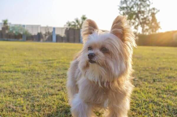 Yorkie Pomeranian Mix Dog