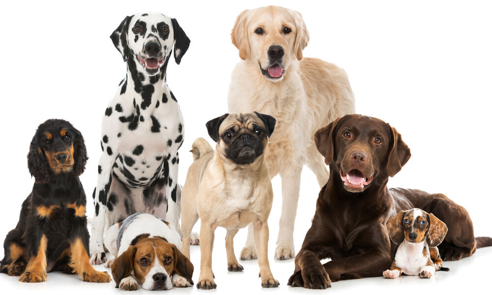 dog breeds categories