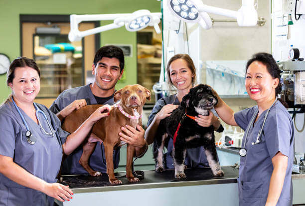 dog-breeds.org team