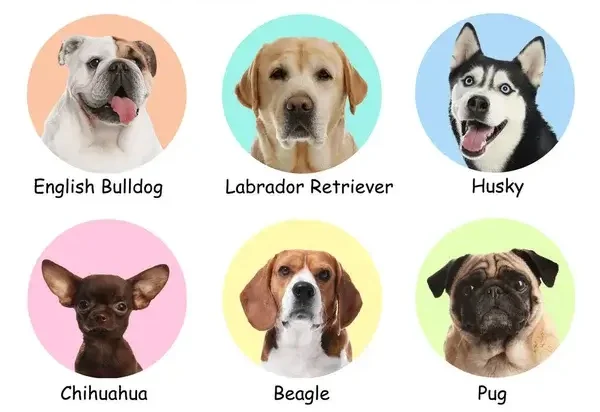 dog-names-list