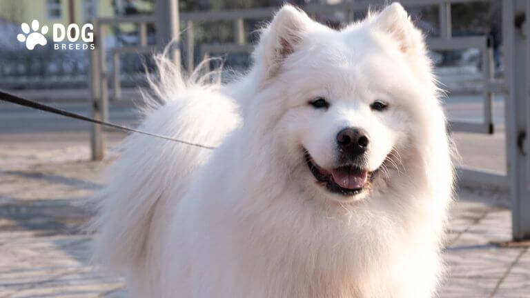 American Eskimo Dog Breed