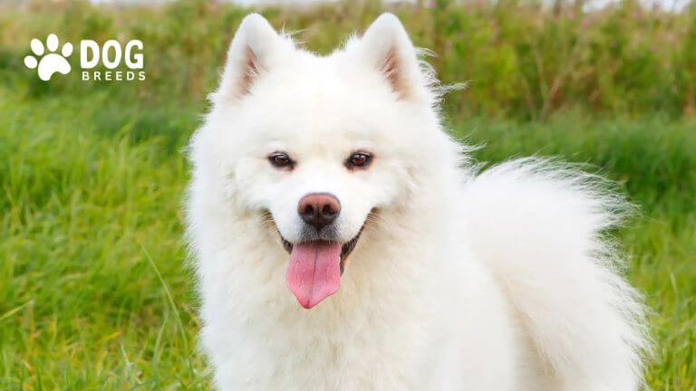 American Eskimo Dog