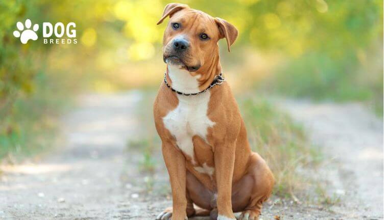 American Staffordshire Terrier Dog Breed