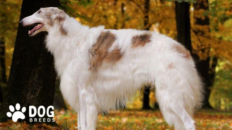 Borzoi Dog Breed