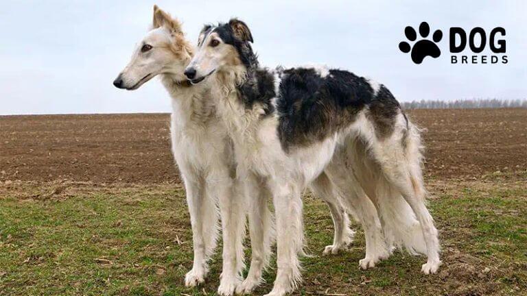 Borzoi Dog