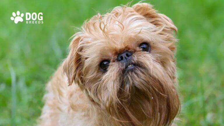 Brussels Griffon Dog Breed