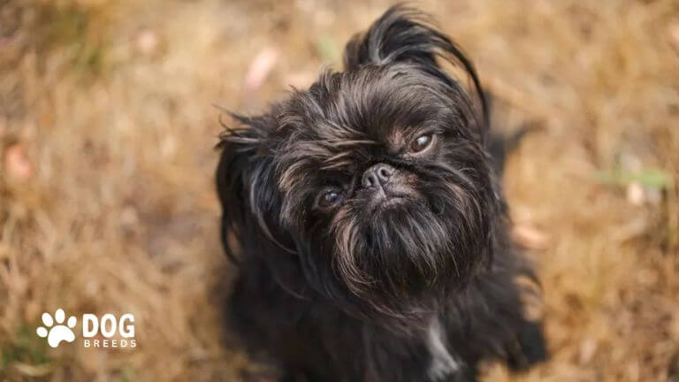 Brussels Griffon Dog