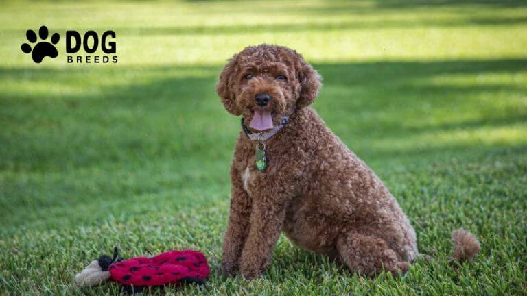 Cavapoo Dog Breed