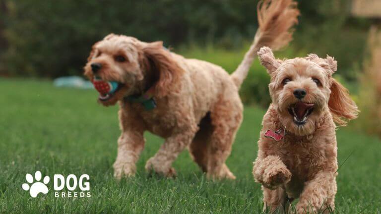 Cavapoo Dog