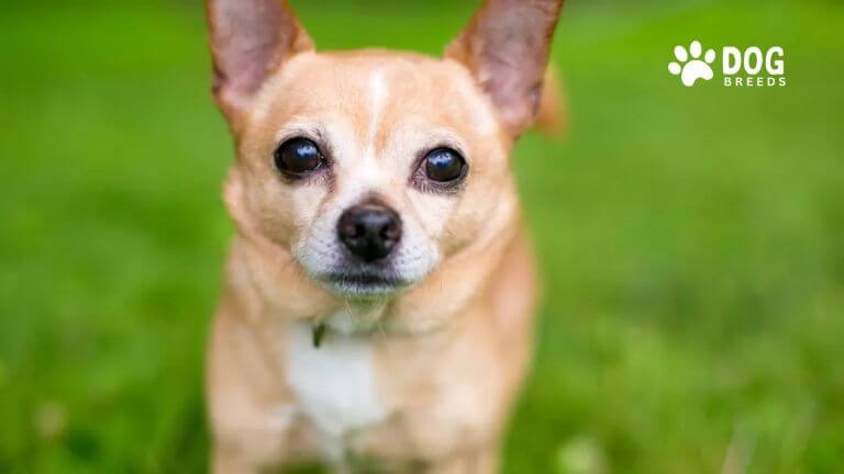 Chihuahua Dog Breed