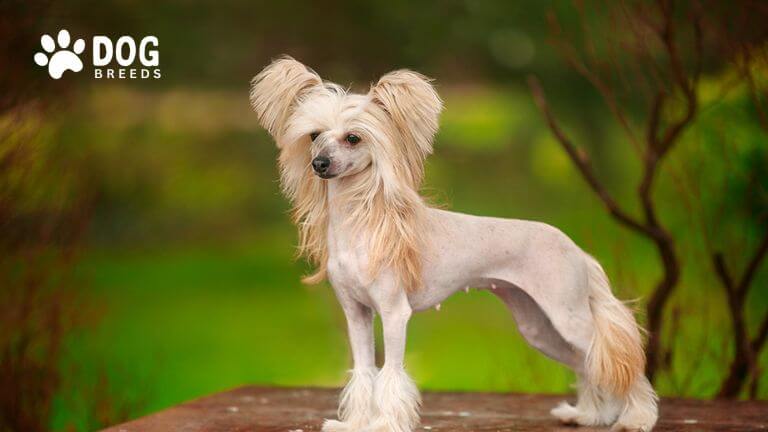 Chinese Crested Dog Breed