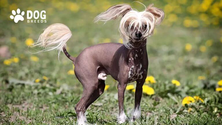 Chinese Crested Dog