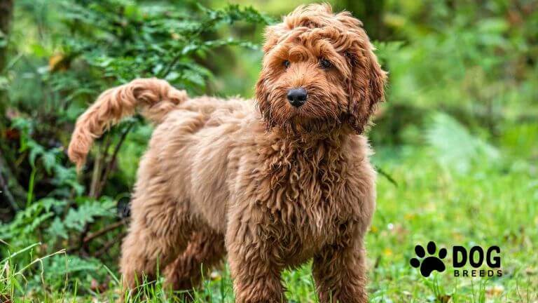 Cockapoo Dog Breed