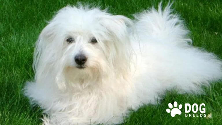 Coton de Tulear Dog Breed