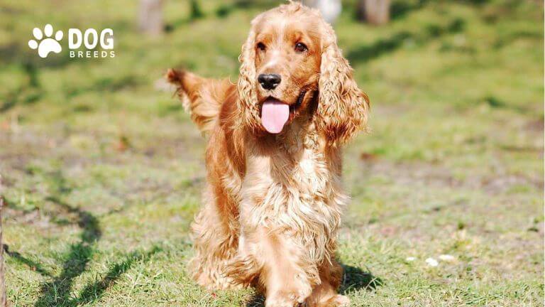 English Cocker Spaniel Dog Breed