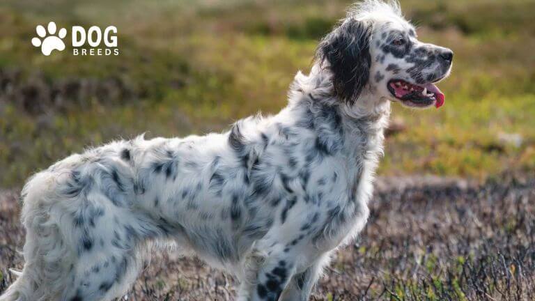 English Setter Dog Breed