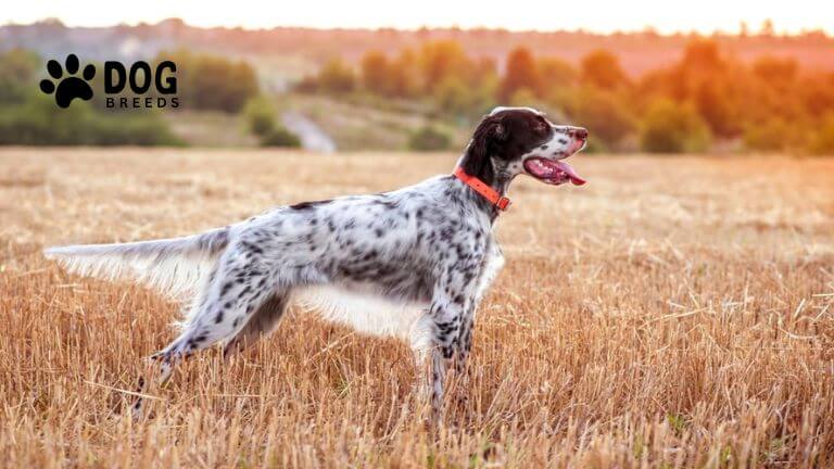 English Setter Dog