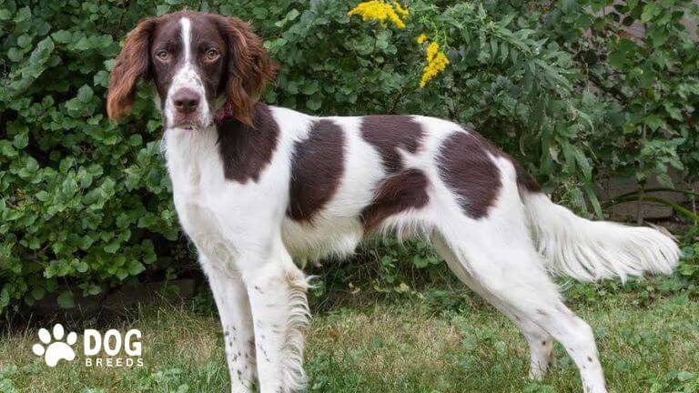 English Springer Spaniel Dog