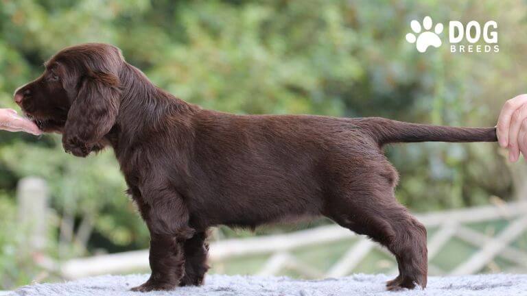 Field Spaniel Dog Breed