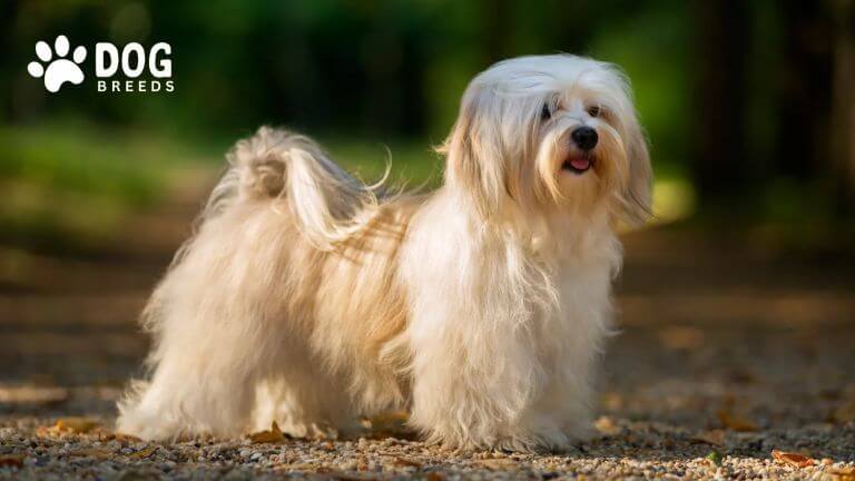 Havanese Dog