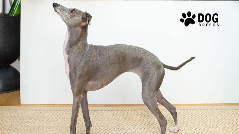 Italian Greyhound Dog Breed