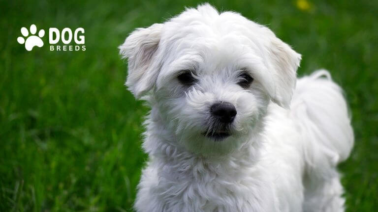 Maltese Dog Breed