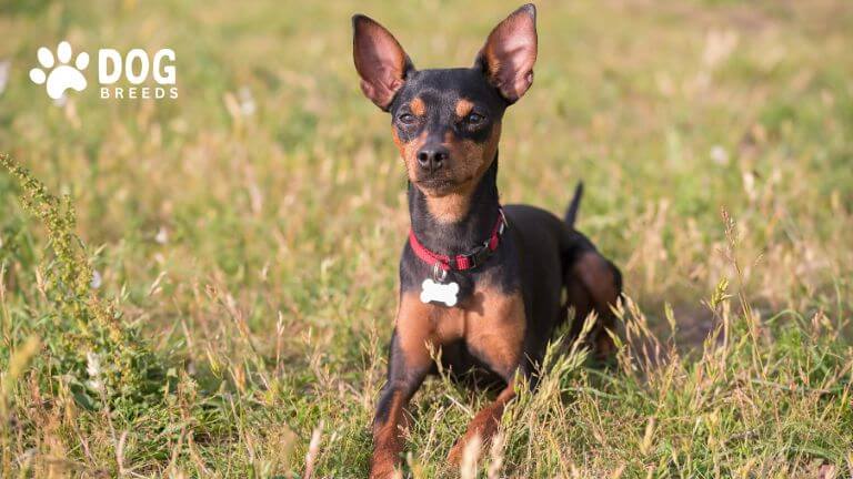 Miniature Pinscher Dog Breed