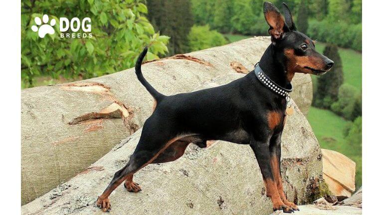 Miniature Pinscher Dog