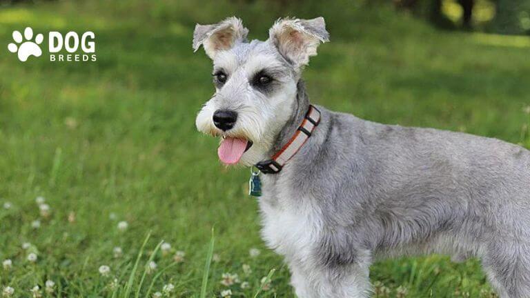 Miniature Schnauzer Dog Breed