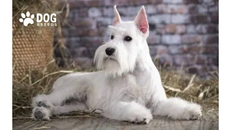 Miniature Schnauzer Dog