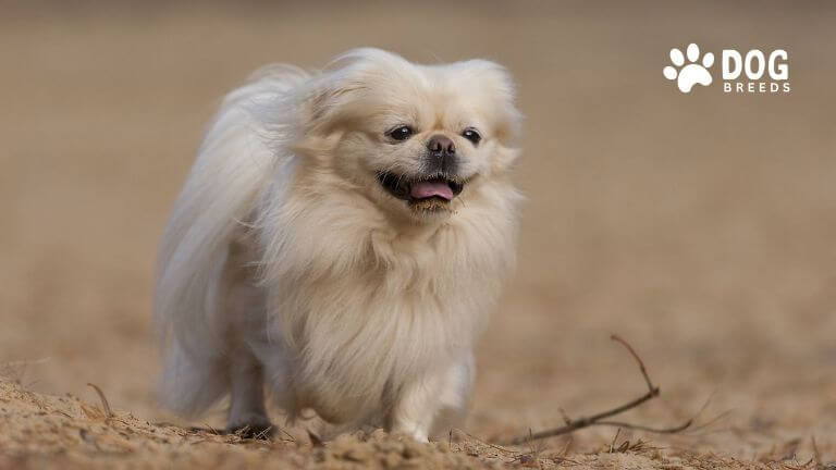 Pekingese Dog Breed