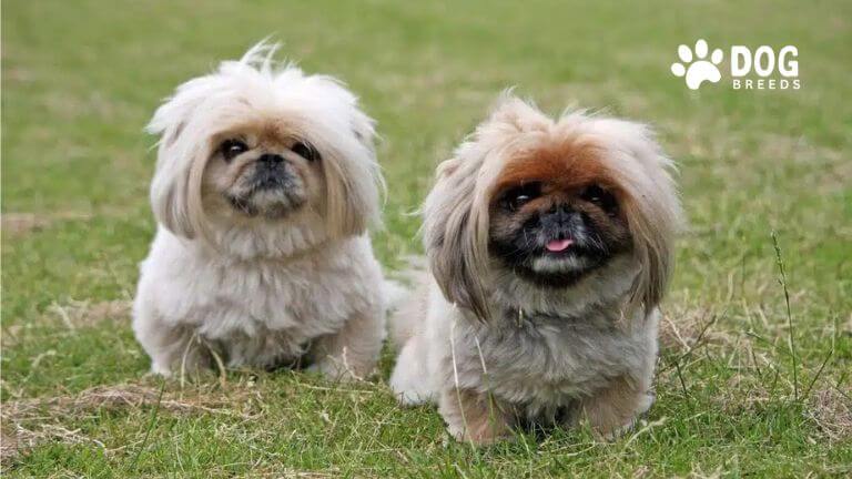 Pekingese Dog