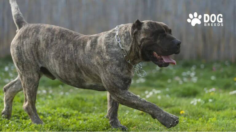 Presa Canario Dog Breed