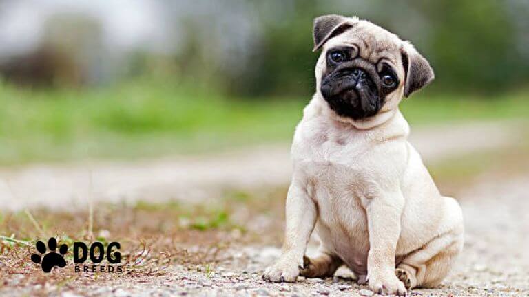 Pug Dog Breed