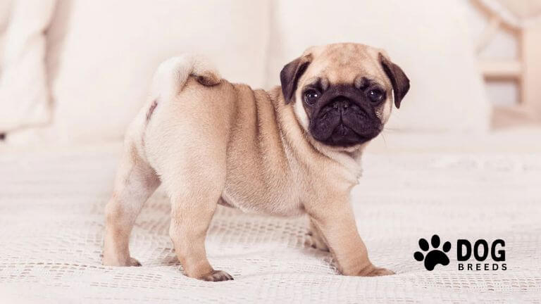 Pug Dog