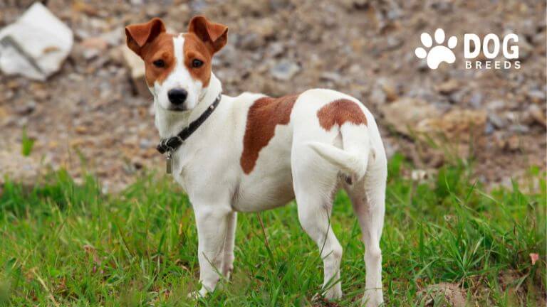 Russell Terrier Dog Breed