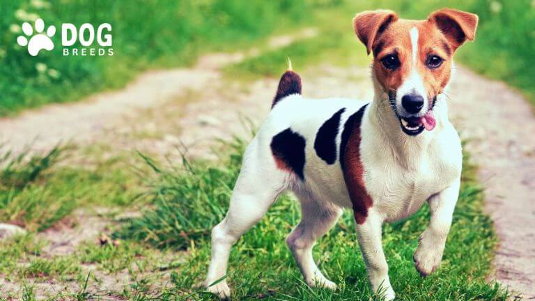 Russell Terrier Dog