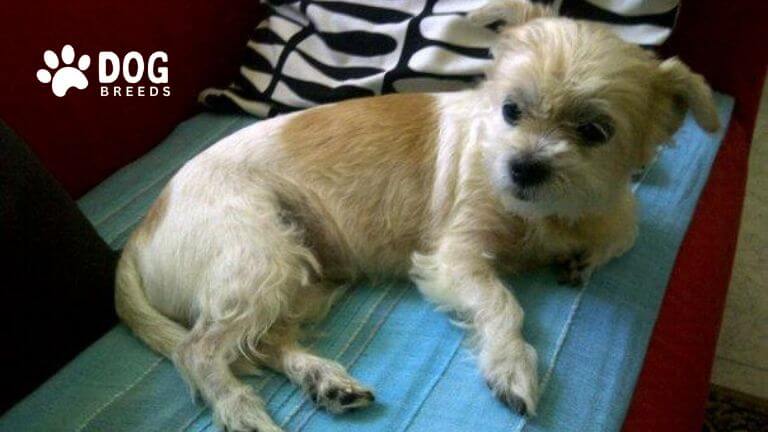 Shih Tzu Chihuahua Mix Dog Breed