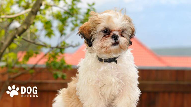 Shih Tzu Maltese Mix Dog Breed